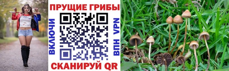 blacksprut онион  Козельск  Галлюциногенные грибы Psilocybe 